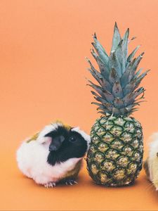 Preview wallpaper guinea pigs, pineapple, rodent