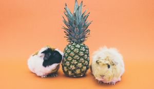 Preview wallpaper guinea pigs, pineapple, rodent