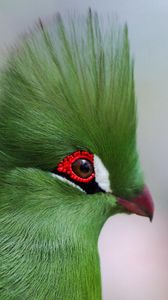Preview wallpaper guinea turaco, poultry, profile, eyes, bright color