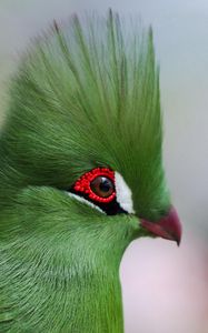 Preview wallpaper guinea turaco, poultry, profile, eyes, bright color