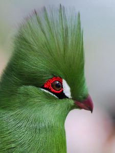 Preview wallpaper guinea turaco, poultry, profile, eyes, bright color