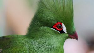 Preview wallpaper guinea turaco, poultry, profile, eyes, bright color