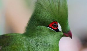 Preview wallpaper guinea turaco, poultry, profile, eyes, bright color