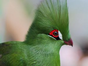 Preview wallpaper guinea turaco, poultry, profile, eyes, bright color