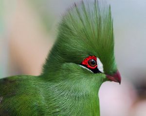 Preview wallpaper guinea turaco, poultry, profile, eyes, bright color