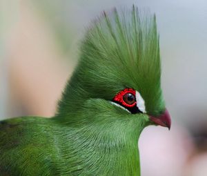 Preview wallpaper guinea turaco, poultry, profile, eyes, bright color