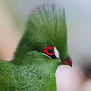 Preview wallpaper guinea turaco, poultry, profile, eyes, bright color