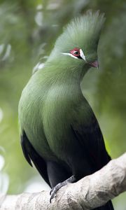 Preview wallpaper guinean turaco, bird, green, branch, tropics