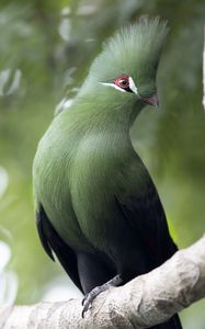 Preview wallpaper guinean turaco, bird, green, branch, tropics