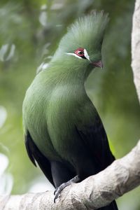 Preview wallpaper guinean turaco, bird, green, branch, tropics