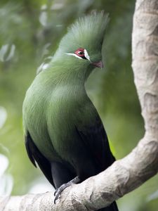 Preview wallpaper guinean turaco, bird, green, branch, tropics