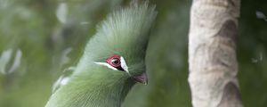 Preview wallpaper guinean turaco, bird, green, branch, tropics