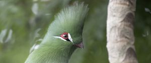 Preview wallpaper guinean turaco, bird, green, branch, tropics