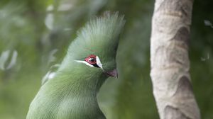 Preview wallpaper guinean turaco, bird, green, branch, tropics