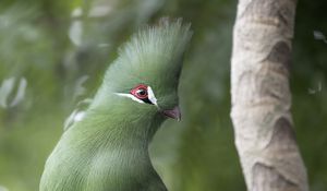 Preview wallpaper guinean turaco, bird, green, branch, tropics