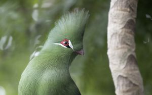 Preview wallpaper guinean turaco, bird, green, branch, tropics