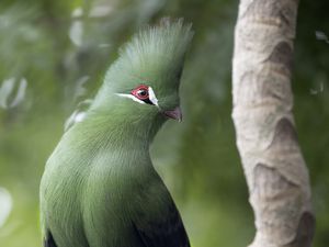 Preview wallpaper guinean turaco, bird, green, branch, tropics