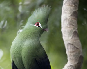 Preview wallpaper guinean turaco, bird, green, branch, tropics