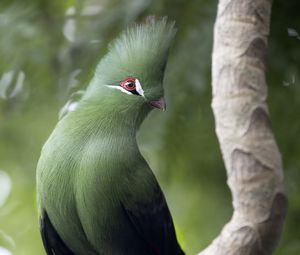 Preview wallpaper guinean turaco, bird, green, branch, tropics