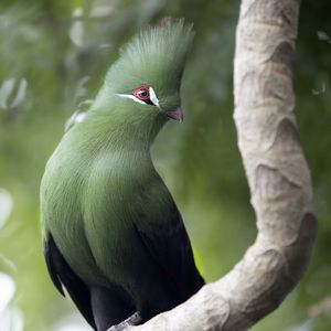 Preview wallpaper guinean turaco, bird, green, branch, tropics