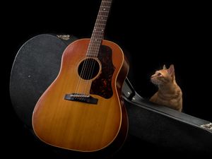 Preview wallpaper guitar, cat, music, musical instrument, dark