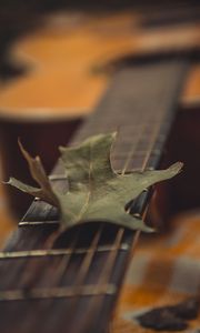 Preview wallpaper guitar, leaf, dry, green, macro