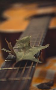 Preview wallpaper guitar, leaf, dry, green, macro