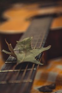 Preview wallpaper guitar, leaf, dry, green, macro