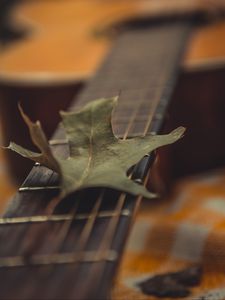 Preview wallpaper guitar, leaf, dry, green, macro