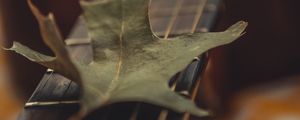 Preview wallpaper guitar, leaf, dry, green, macro