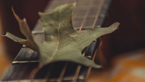 Preview wallpaper guitar, leaf, dry, green, macro