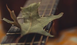 Preview wallpaper guitar, leaf, dry, green, macro