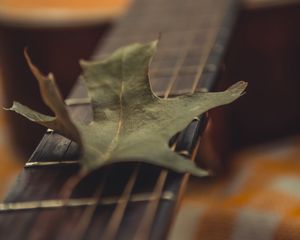 Preview wallpaper guitar, leaf, dry, green, macro