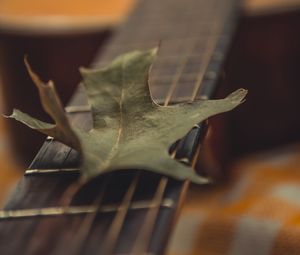 Preview wallpaper guitar, leaf, dry, green, macro