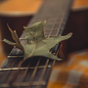 Preview wallpaper guitar, leaf, dry, green, macro