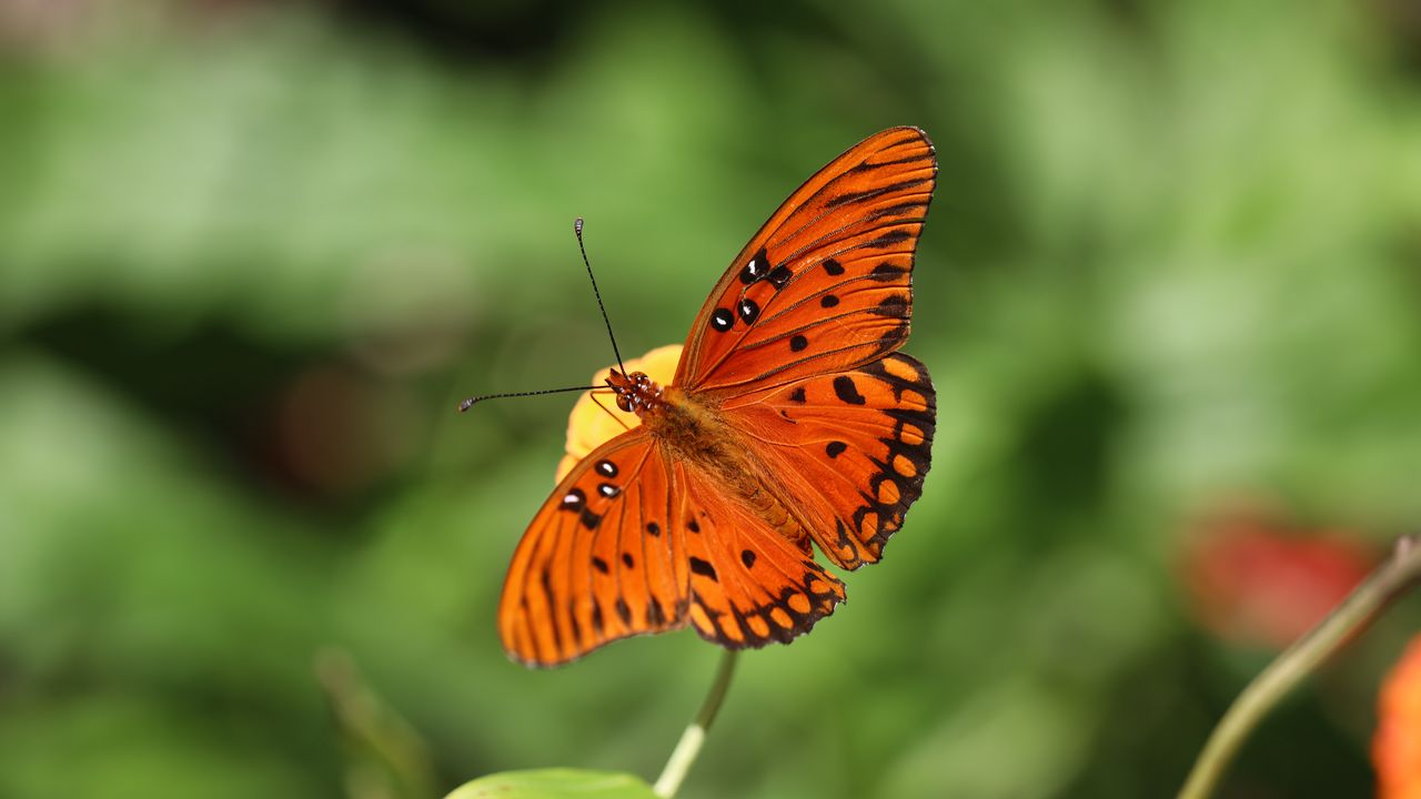 Wallpaper gulf fritillary, butterfly, insect, brown, macro