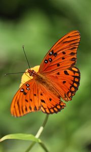 Preview wallpaper gulf fritillary, butterfly, insect, brown, macro