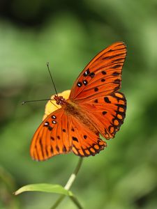 Preview wallpaper gulf fritillary, butterfly, insect, brown, macro