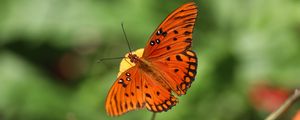 Preview wallpaper gulf fritillary, butterfly, insect, brown, macro