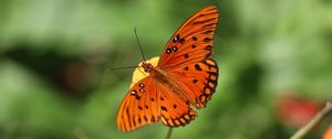 Preview wallpaper gulf fritillary, butterfly, insect, brown, macro