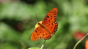 Preview wallpaper gulf fritillary, butterfly, insect, brown, macro