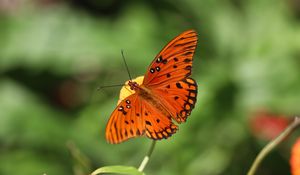 Preview wallpaper gulf fritillary, butterfly, insect, brown, macro