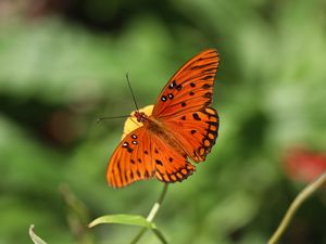 Preview wallpaper gulf fritillary, butterfly, insect, brown, macro