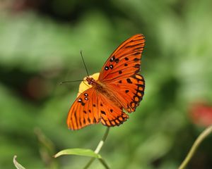 Preview wallpaper gulf fritillary, butterfly, insect, brown, macro