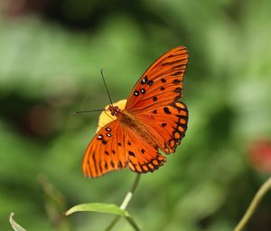 Preview wallpaper gulf fritillary, butterfly, insect, brown, macro