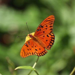 Preview wallpaper gulf fritillary, butterfly, insect, brown, macro