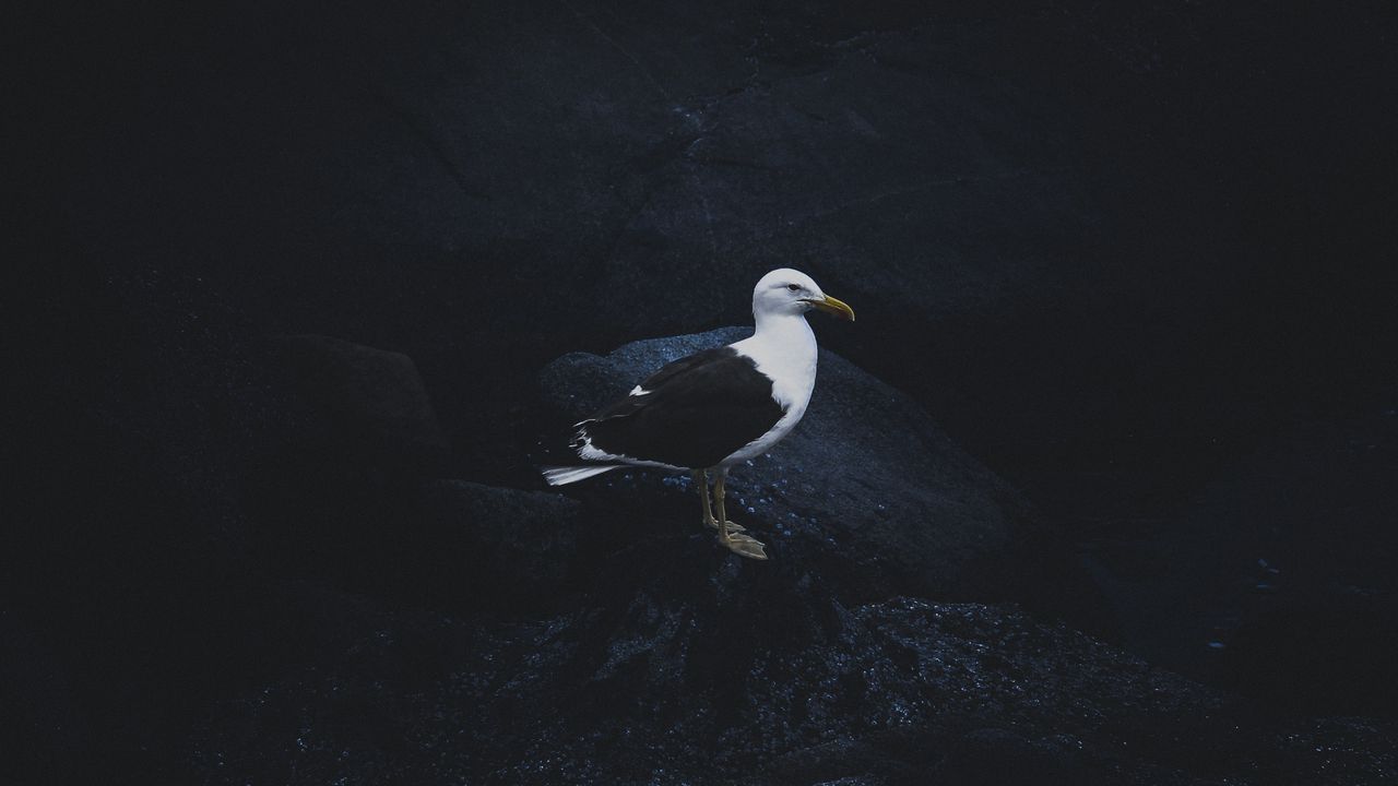 Wallpaper gull, bird, dark background