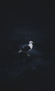 Preview wallpaper gull, bird, dark background