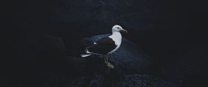 Preview wallpaper gull, bird, dark background