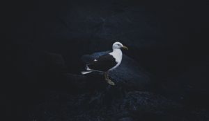 Preview wallpaper gull, bird, dark background